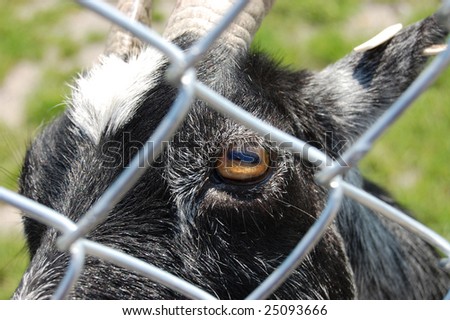goats eye behind fence