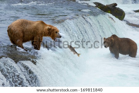 A Grizzly Bear Hunting Salmon At Brooks Falls. Coastal Brown Grizzly Bears Fishing At Katmai National Park, Alaska. , Katmai National Park, Alaska.