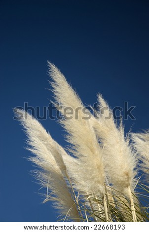Bright white plume of Pampas Grass against a dark blue sky.