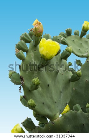 Spring time rain give cactus blooms.
