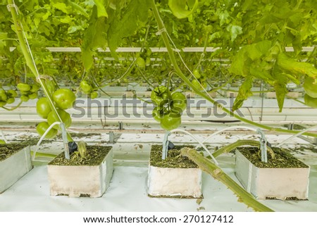 organically-grown tomatoes