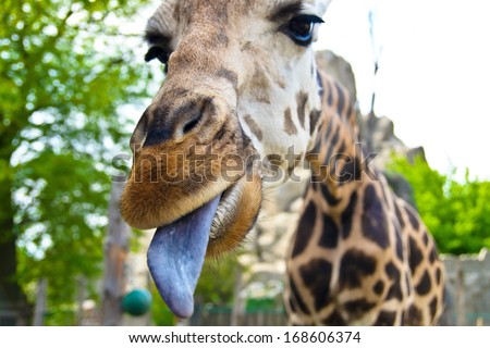 Giraffe. face, portrait. Zoo in Budapest, Hungary. sticking his tongue out