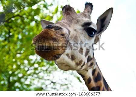 Giraffe. face, portrait. Zoo in Budapest, Hungary