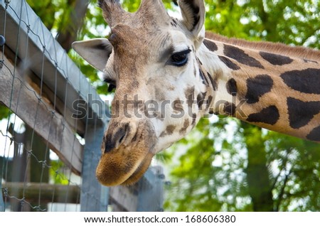 Giraffe. face, portrait. Zoo in Budapest, Hungary