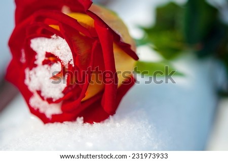Winter Rose - rose in snow