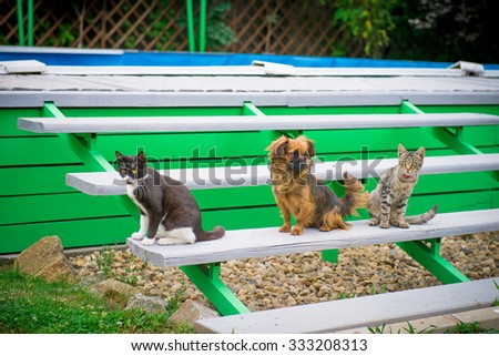 Cat and dog on the bench, friendly animals