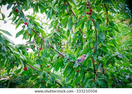 beautiful cherry trees with cherries. bird on a tree. Cherry tree with ripe cherries