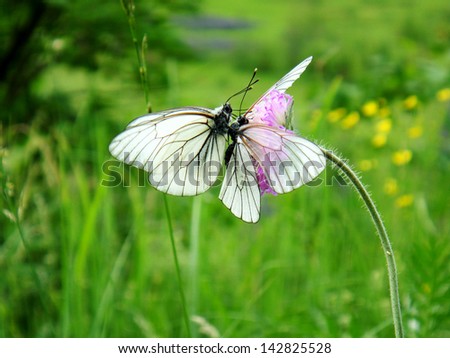 Love story of two Black-veined White butterflies