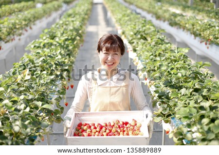 Strawberry growers of Japan