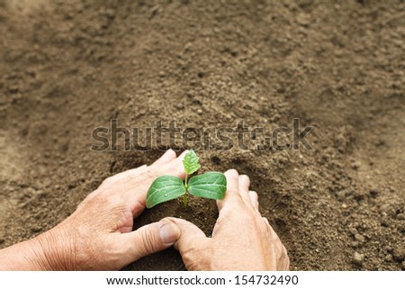 Hand of farmer planting seedlings
