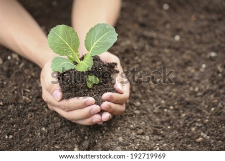 Hand of young people to plant vegetable seedlings in the field,