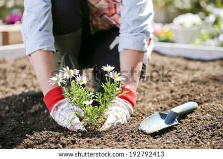 Hand of a woman planting a flower seedlings in the garden,