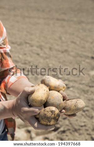 Hand of men with potatoes harvested