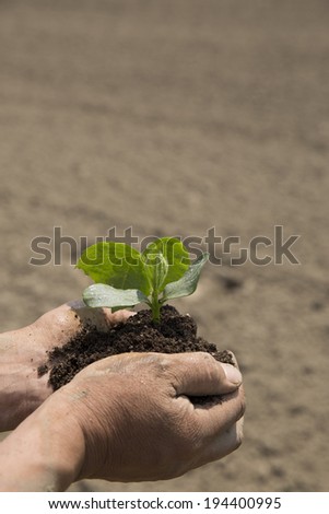 Hand of farmer with vegetable seedlings in the field