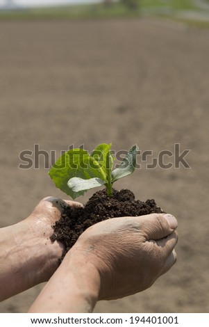 Hand of farmer with vegetable seedlings in the field