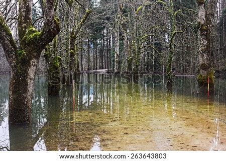 Trees and road submerged by water during the flood of the Rakek creek, Slovenia, November 2014