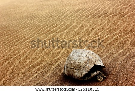 Old bleached tortoise shell on the patterned sand of a dry riverbed in Africa