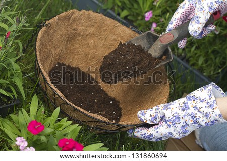 more potting soil a gardener is adding more potting soil into coco lined hanging basket. preparing for flowers.