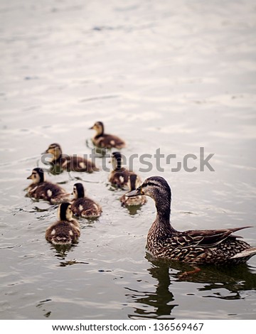 a mother duck follows her young in water. shallow depth of field. focus on mother duck