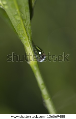 macro shot of a water drop sliding down a leaf stem