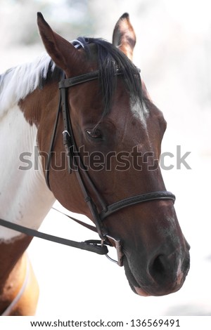 a close up shot of a horse\'s head against a bright backdrop. the horse gives off the feeling of sadness with its expression