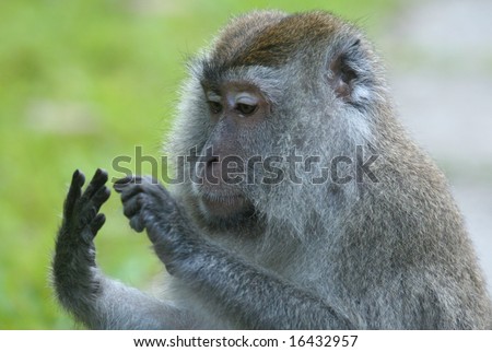 monkey looking at or counting its fingers