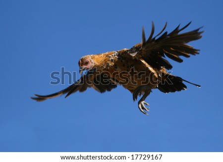 Flying Chicken