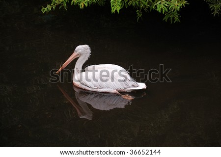 Pink pelican over dark calm water