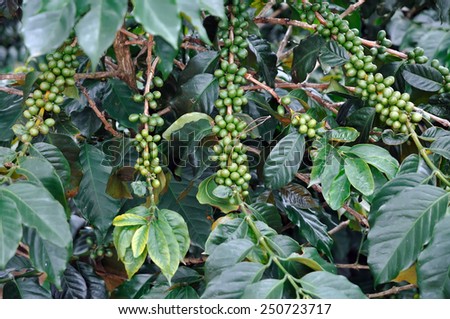 Green coffee bush on coffee plantations