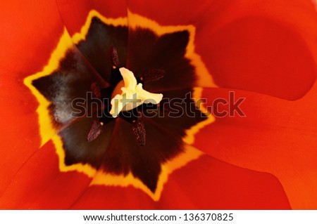 Closeup of red tulip inside