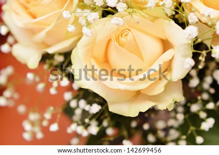 Bouquet of peach roses on red background