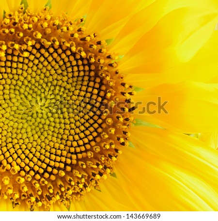 Macro picture of sunflower for background
