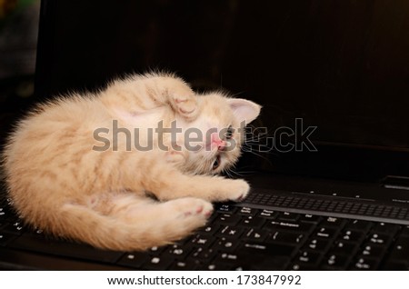 Kitten playing on a computer