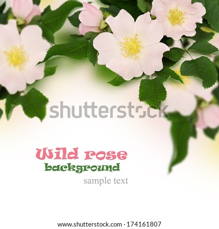 Pink flowers of wild rose on white background