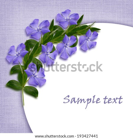 Periwinkle flowers line in a corner on white and blue background