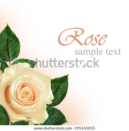 Peach rose flowers on peach and white background