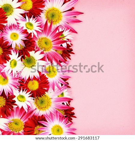 Aster flowers border on pink paper background