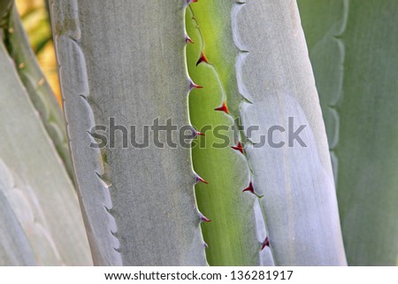 Agave leaf closeup in a plantation, north china