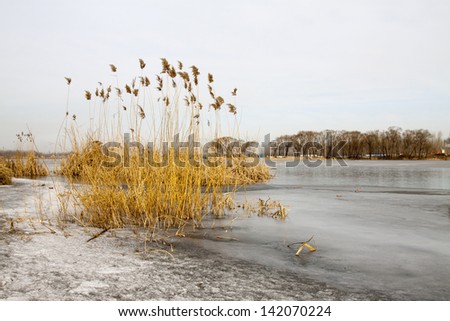 waterfront plant landscape in winter, north china.