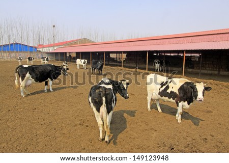 livestock breeding industry, Cows on a farm