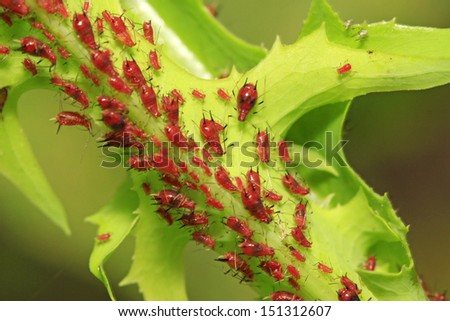 a kind of insects named aphid on green plant in the wild, north china