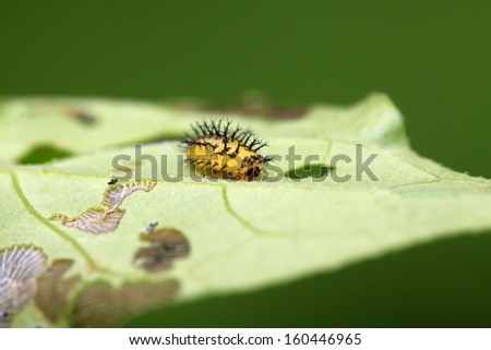ladybug larvae on green leaf in the wild
