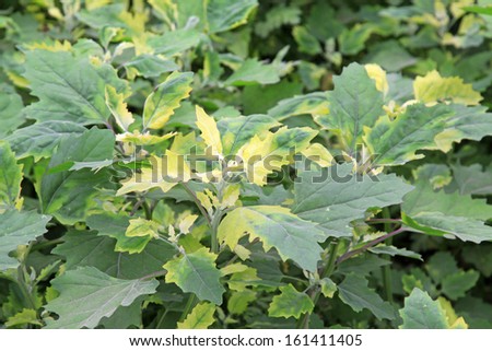 Chenopodium album leaves in spring, north china