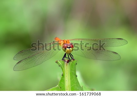 yellow dragonfly stayed on plants in the natural world