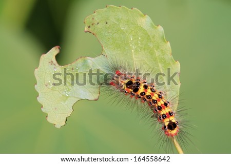 clostera anachoreta larvae gathered in fretting on the leaf