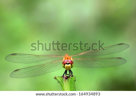 yellow dragonfly stayed on plants in the natural world