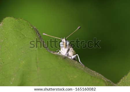 cloud white butterfly on green plant in the wild