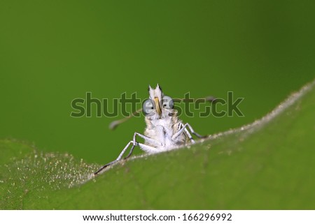 cloud white butterfly on green plant in the wild