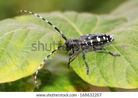 Cerambycidae insects on green leaf in the wild, north china