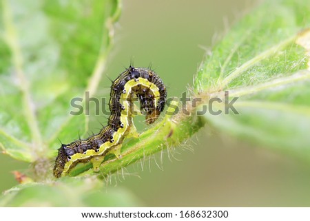 butterfly larvae - caterpillar on green leaf in the wild